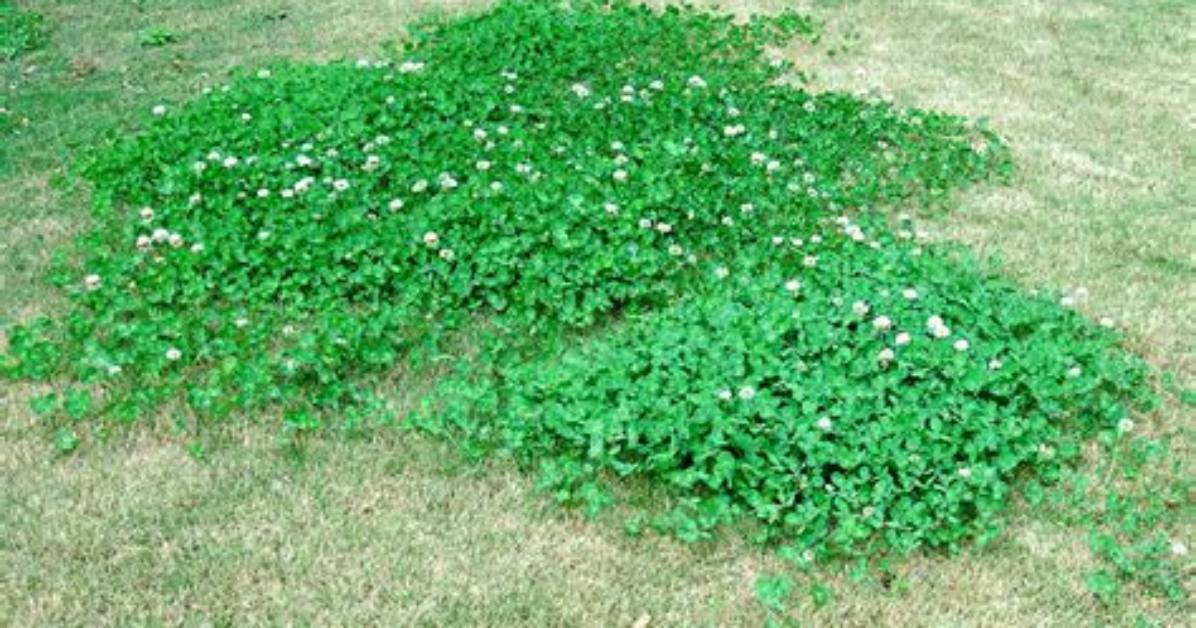 Will Poast Kill Clover