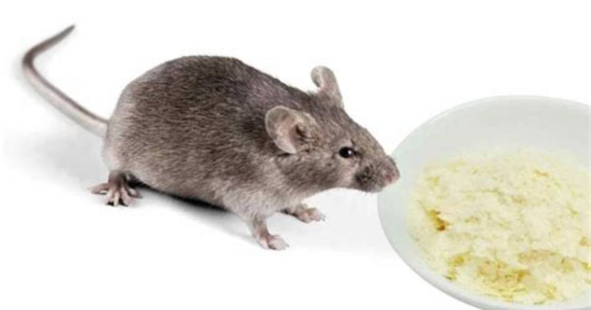 Will Potato Flakes Kill Rats?