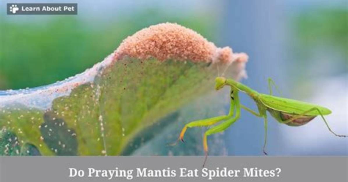 Will Praying Mantis Eat Mites