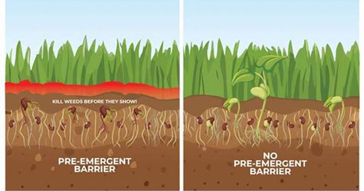 Will Pre Emergent Keep Bermuda from Spreading