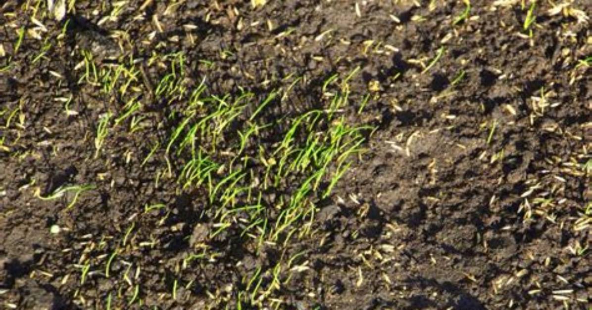 Will Preen Prevent Grass Seed from Germinating?
