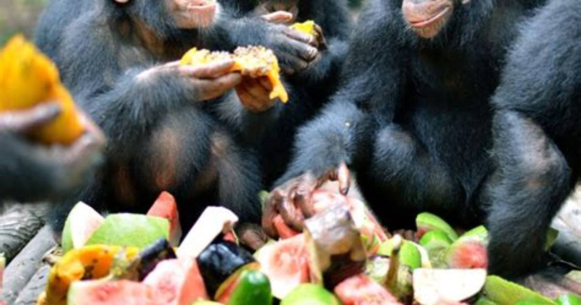 Will Primates Eat Meat?