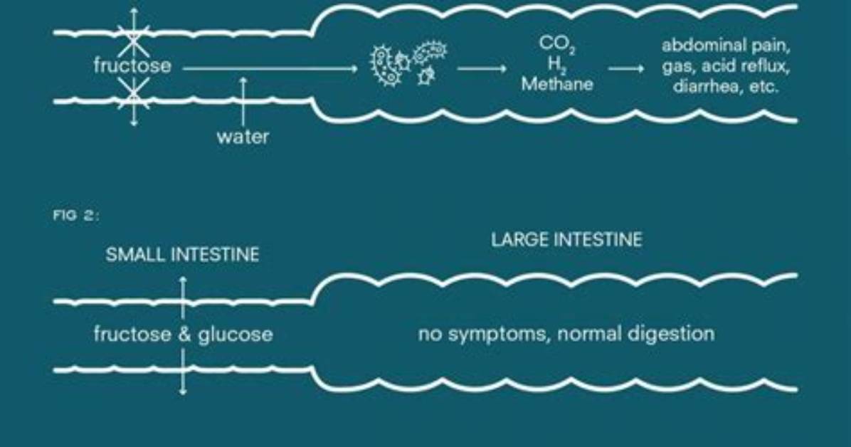Will Probiotics Help with Fructose Malabsorption?