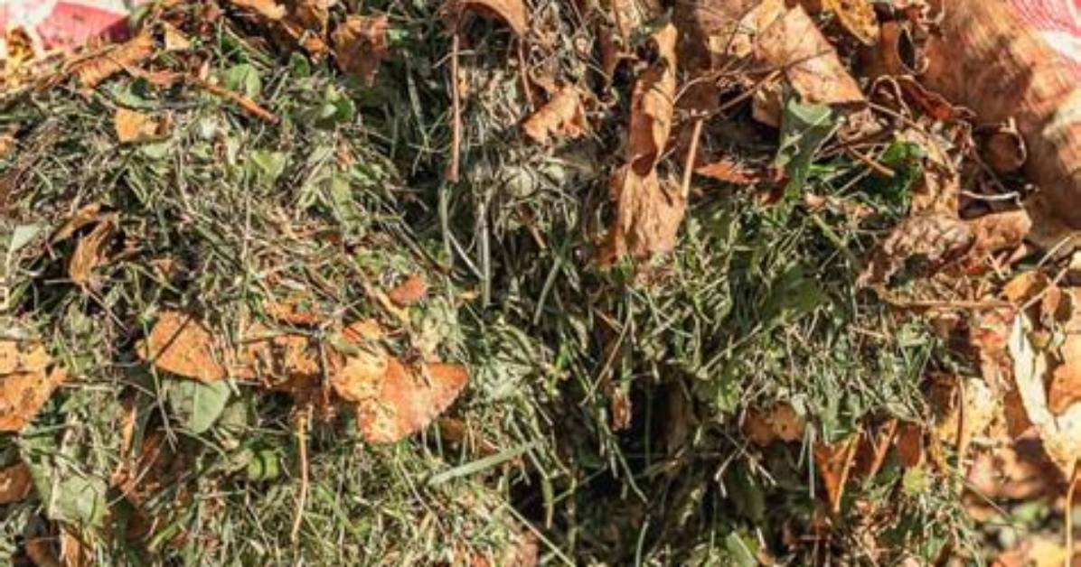 Will Putting Mulch on Grass Kill It?