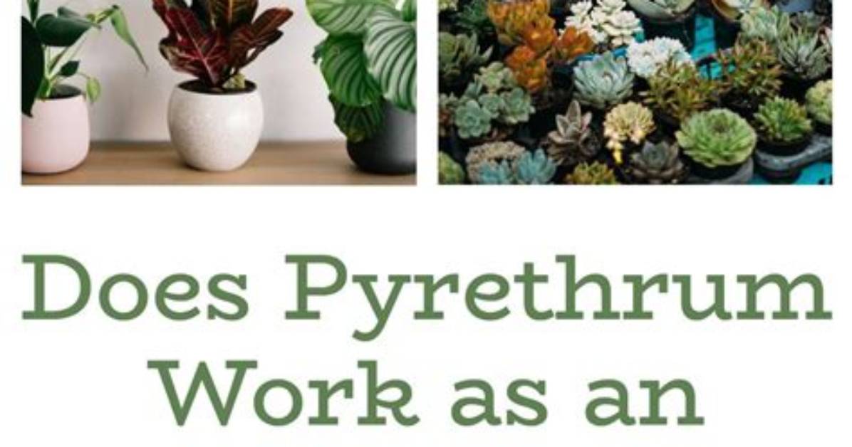Will Pyrethrum Kill Gnats?