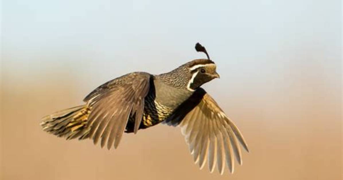 Will Quails Fly Away?