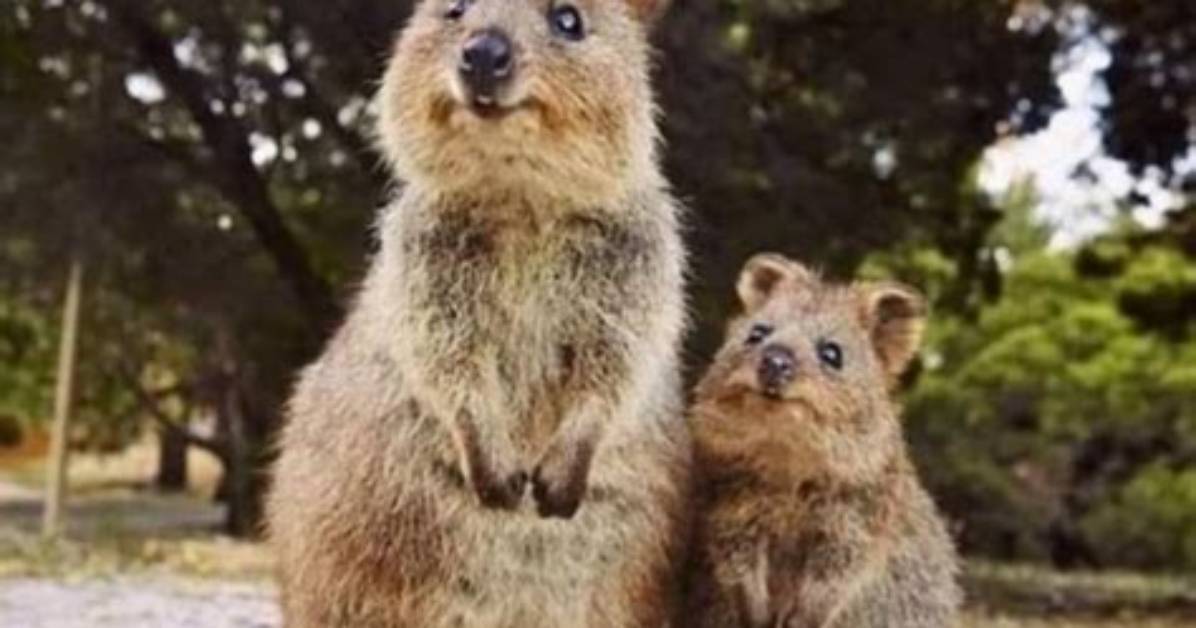 Will Quokkas Throw Their Babies?