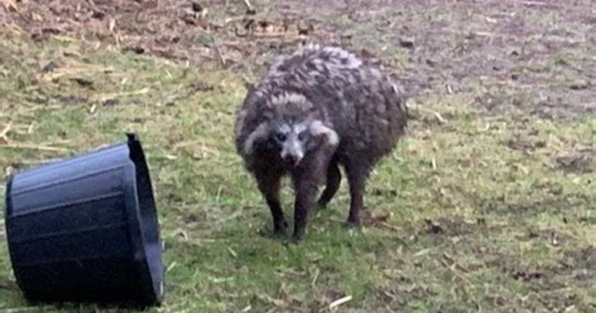 Will Racoons Attack Dogs?