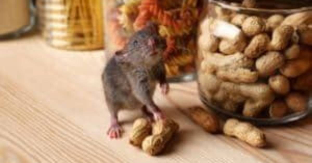Will Rats Eat Peanut Shells?