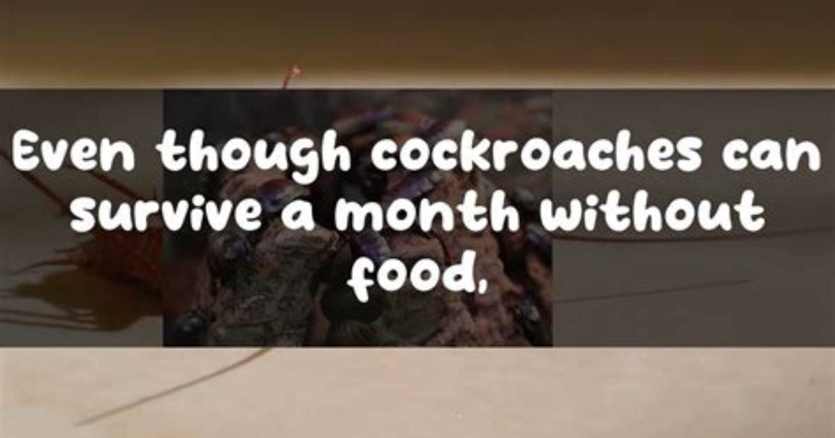 Will Roaches Leave If There Is No Food?