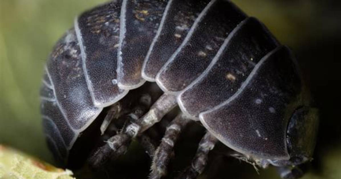 Will Roly Poly Bugs Harm Plants?