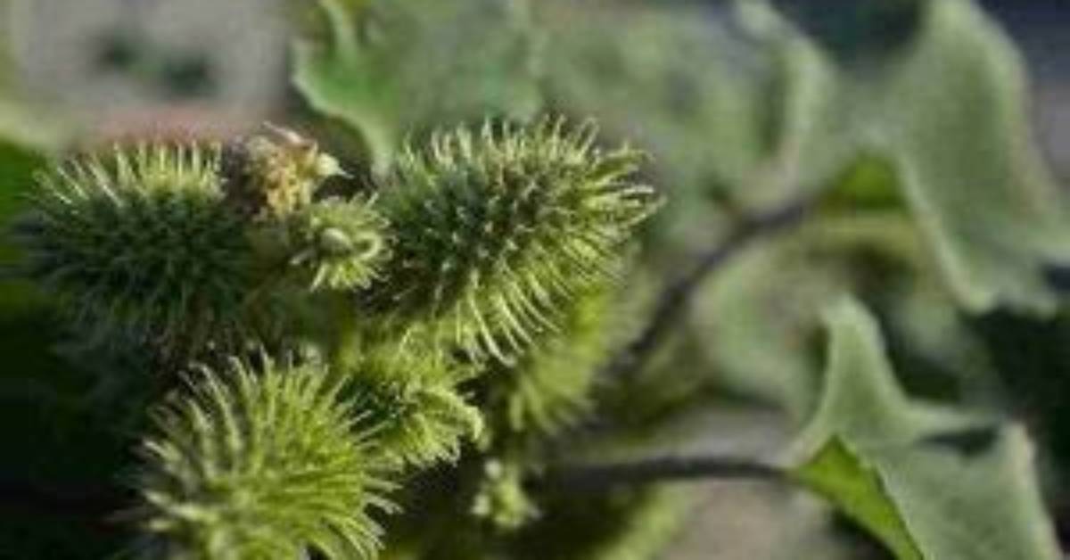 Will Roundup Kill Cockleburs?