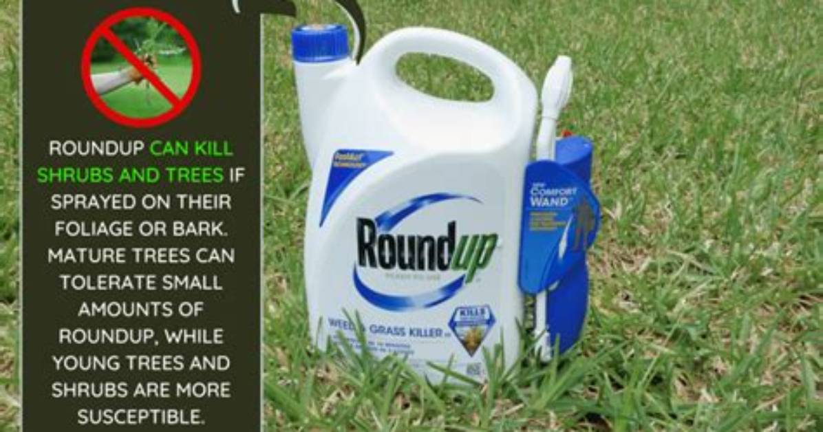 Will Roundup Kill Juniper Bushes?