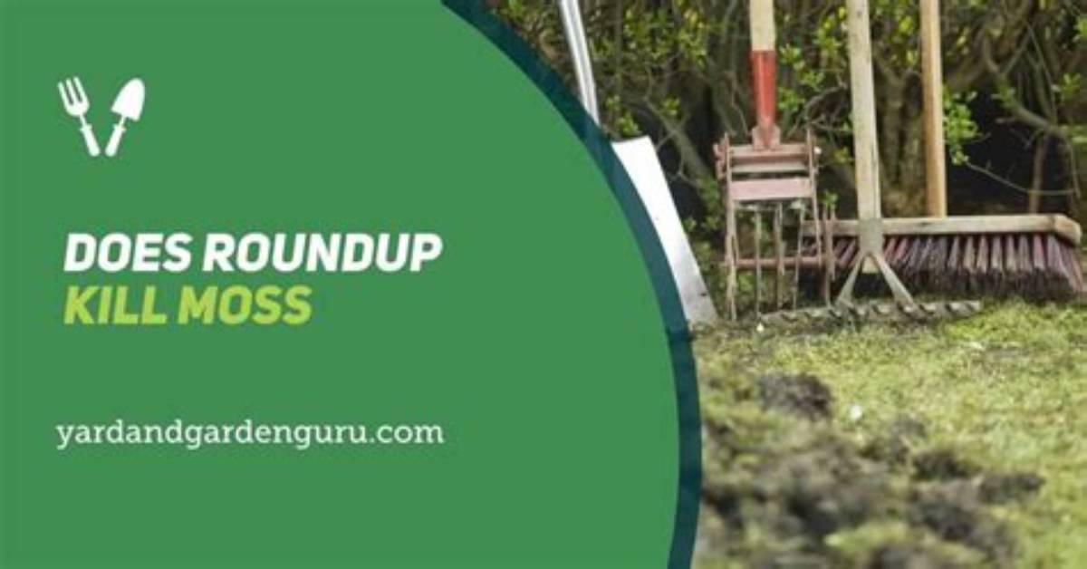 Will Roundup Kill Moss?
