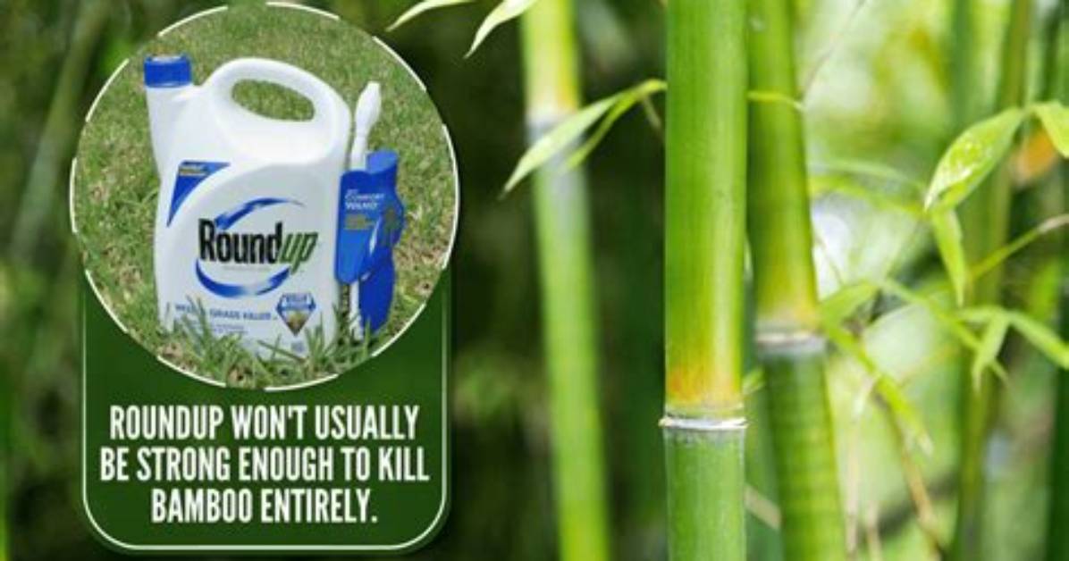 Will Roundup Kill Rhizomes?