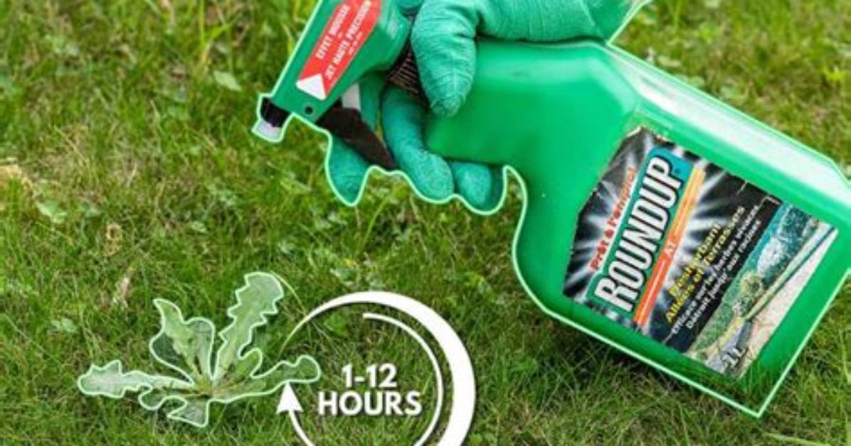 Will Roundup Kill Russian Thistle