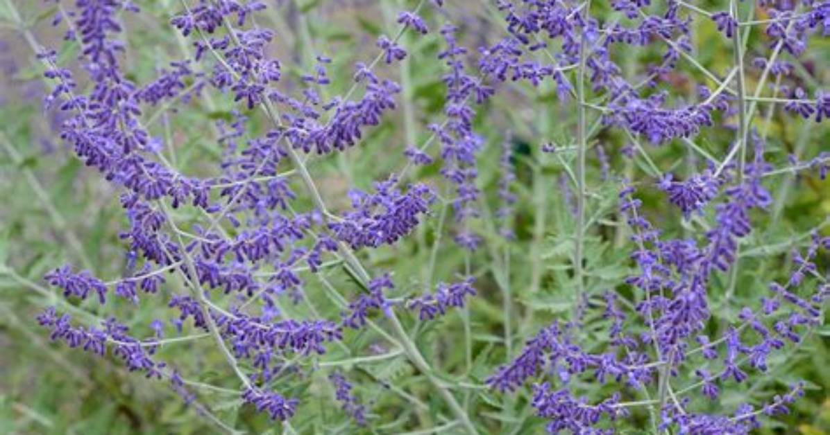 Will Russian Sage Rebloom?