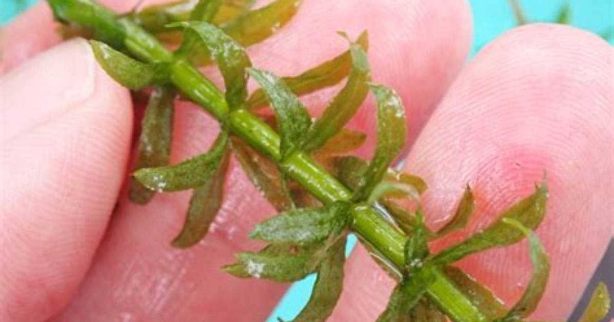 Will Salt Kill Hydrilla