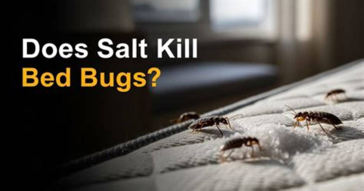 Will Salt Water Kill Bed Bugs?