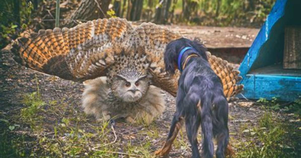 Will Screech Owls Attack Dogs?
