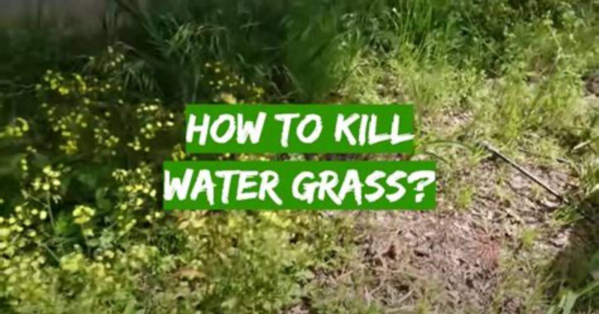 Will Sea Water Kill Grass?