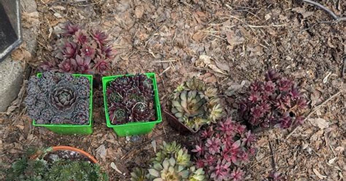 Will Sempervivum Survive Winter?