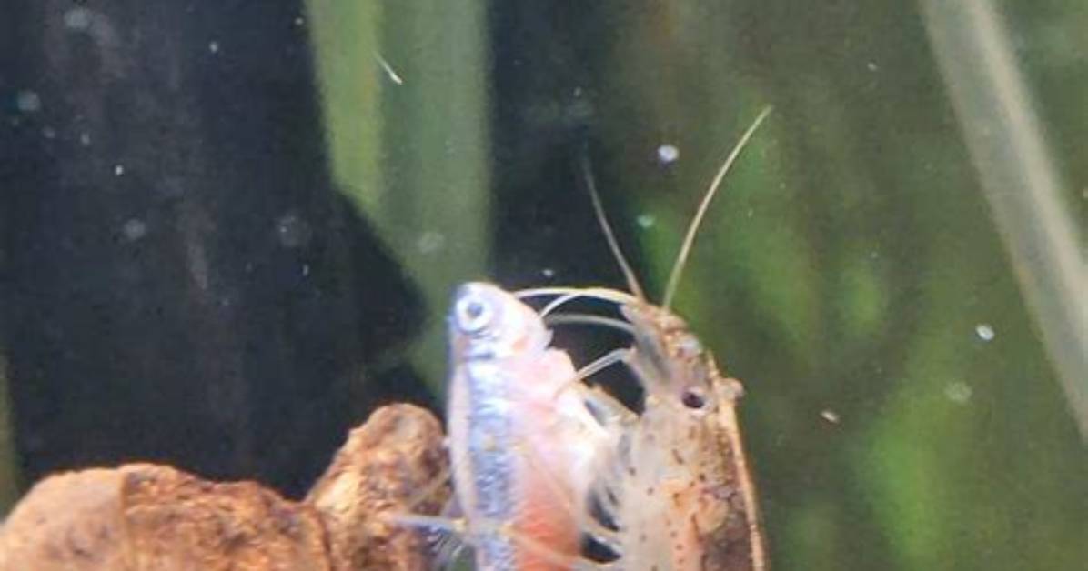 Will Shrimp Kill My Fish?