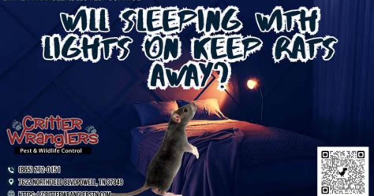 Will Sleeping with Lights on Keep Rats Away?