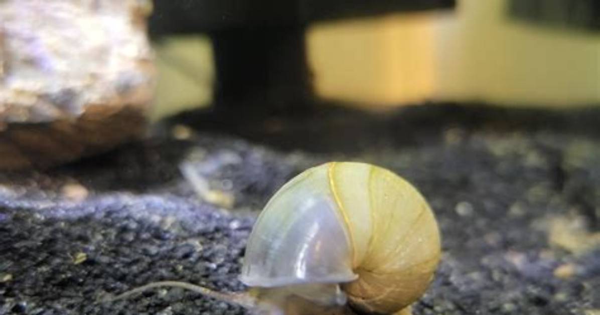 Will Snail Shell Grow Back?