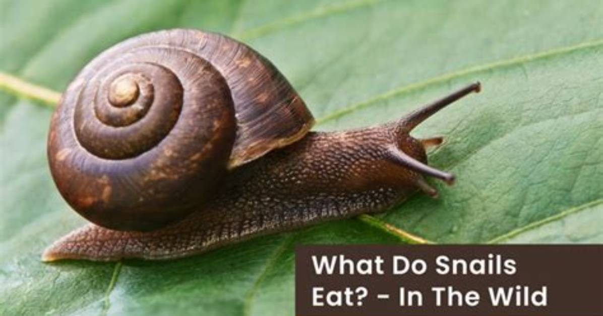 Will Snails Eat Phytoplankton?
