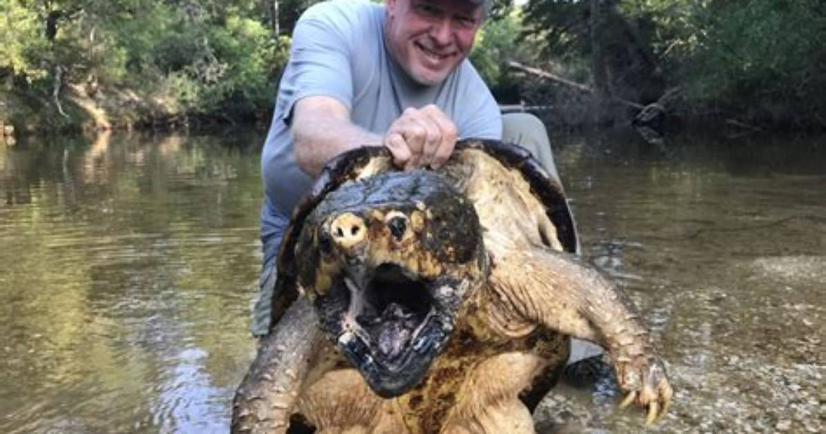 Will Snapping Turtles Bite Swimmers?