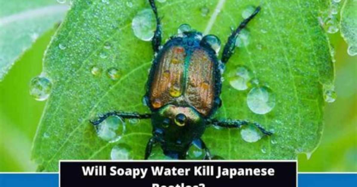Will Soapy Water Kill Flea Beetles?
