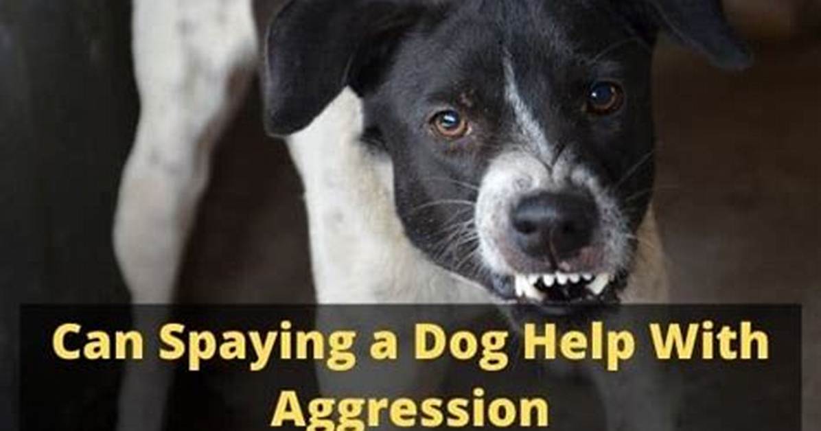 Will Spaying a Dog Help with Aggression?