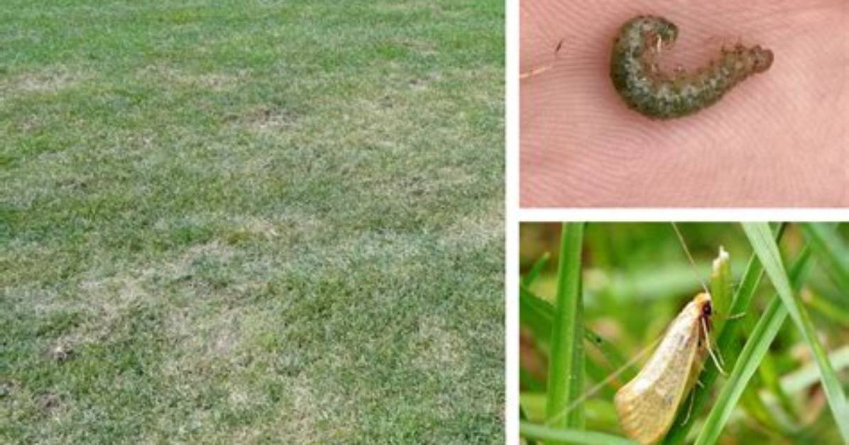 Will Spectracide Kill Sod Webworms?