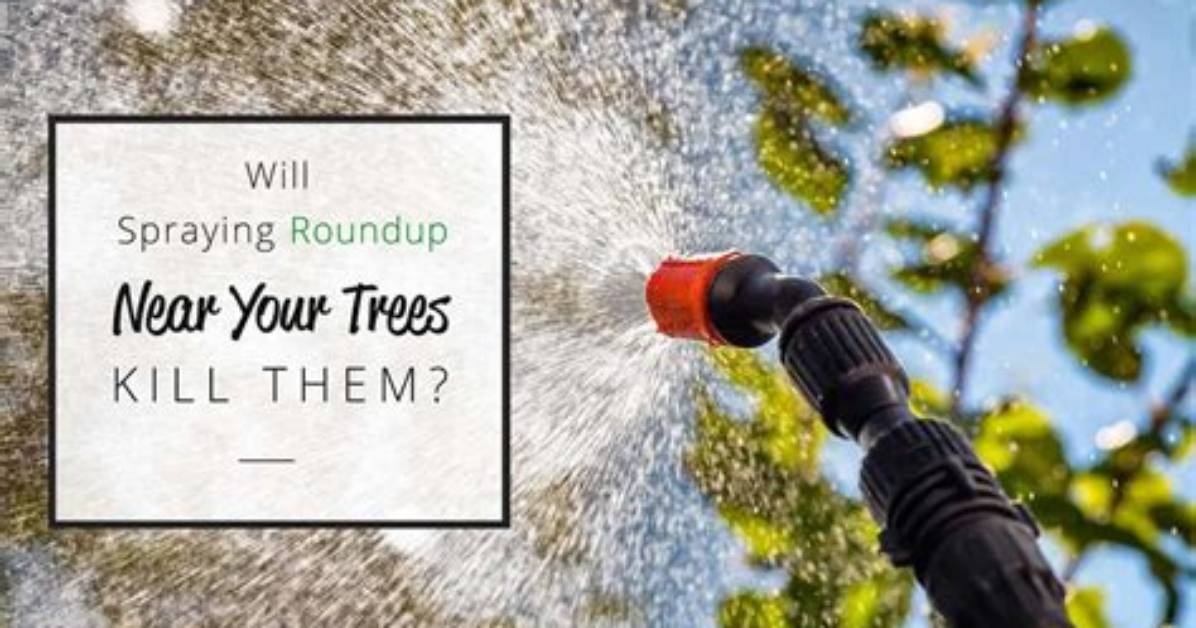 Will Spraying Roundup on a Tree Kill It?