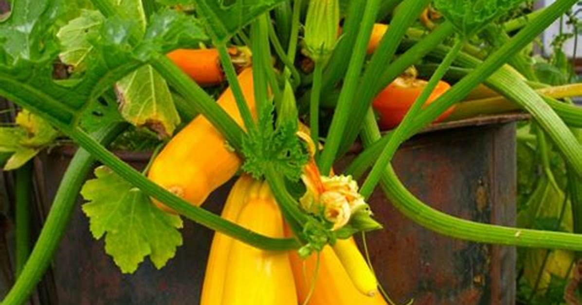 Will Squash Grow in Partial Shade?