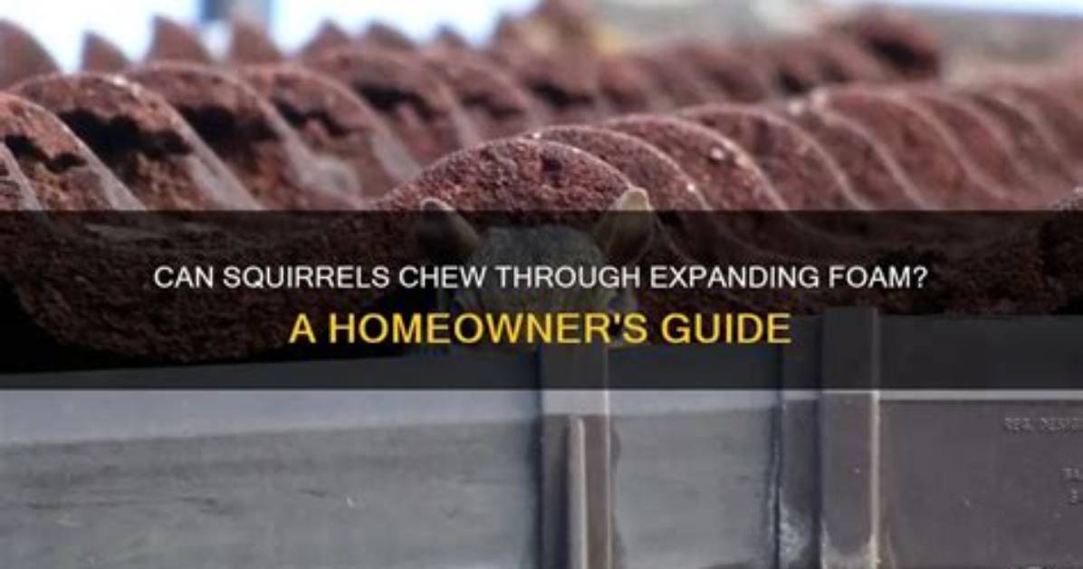 Will Squirrels Chew Through Expanding Foam?