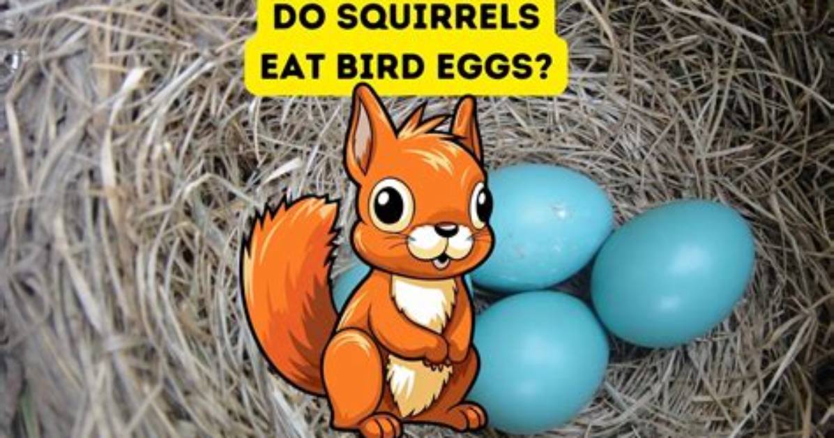 Will Squirrels Eat Bird Eggs?