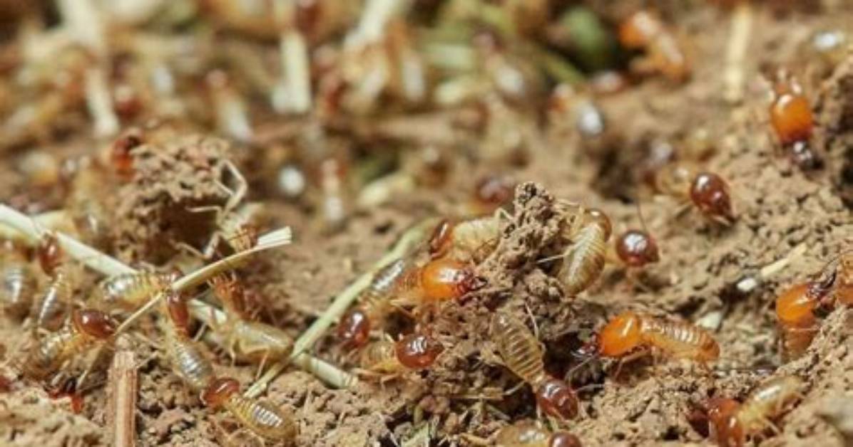Will Stump Grindings Attract Termites?