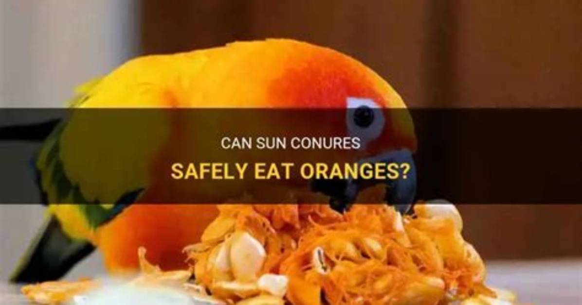 Will Sun Conures Eat Oranges?