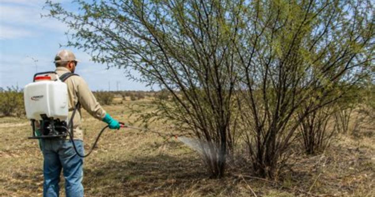 Will Surmount Kill Mesquite?