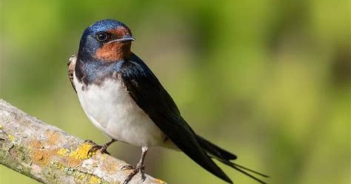 Will Swallows Attack Humans? | Contextresponse. Com