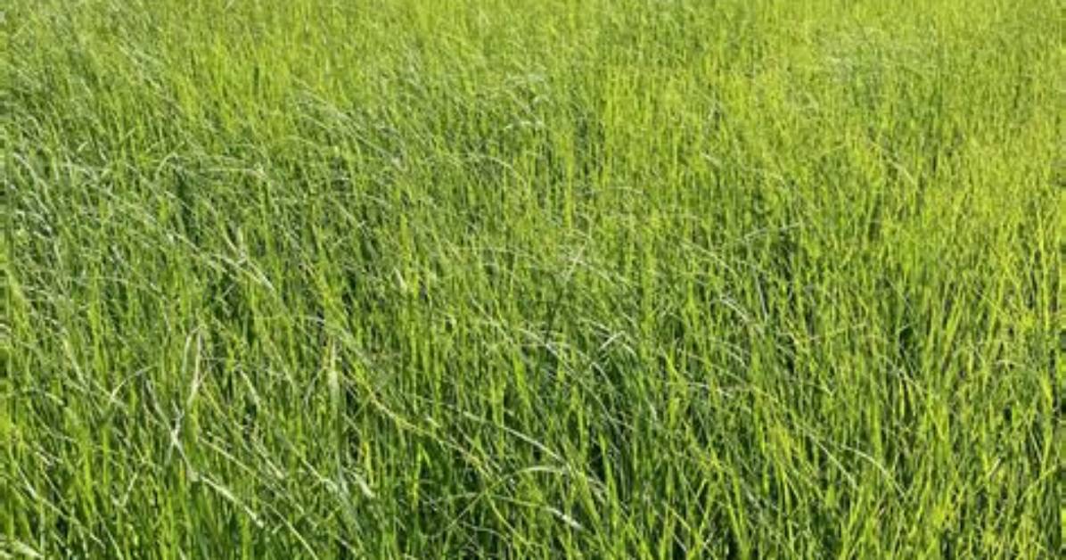 Will Teff Grass Reseed?