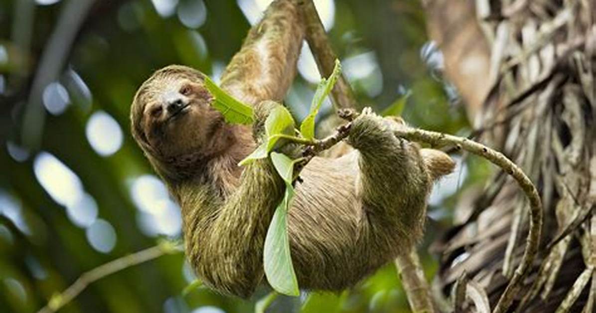 Will Three Toed Sloth?