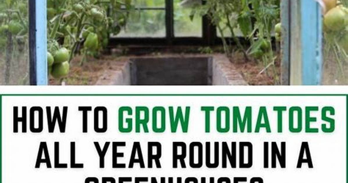 Will Tomatoes Grow All Year Round?