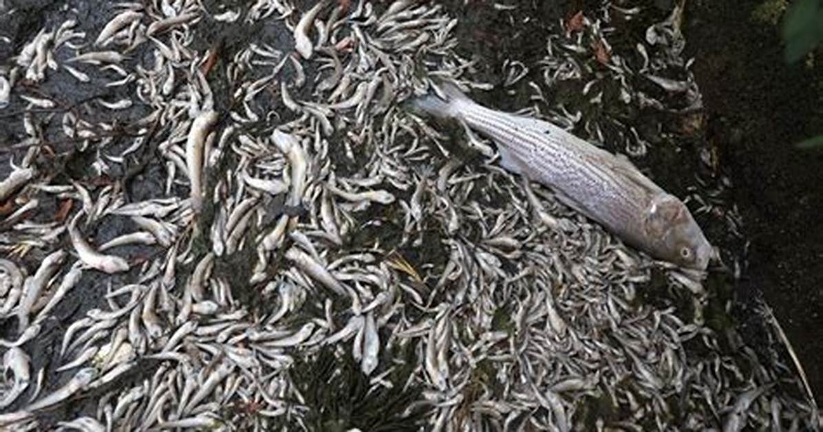Will Toxic Kill Fish?