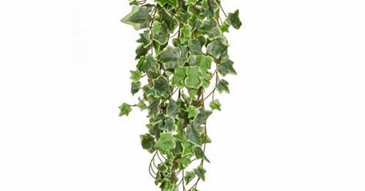 Will Trailing Ivy Climb?