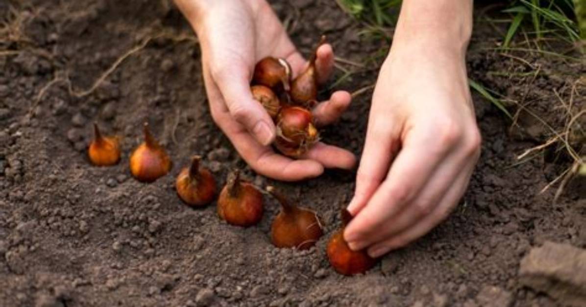 Will Tulip Bulbs Keep If Not Planted