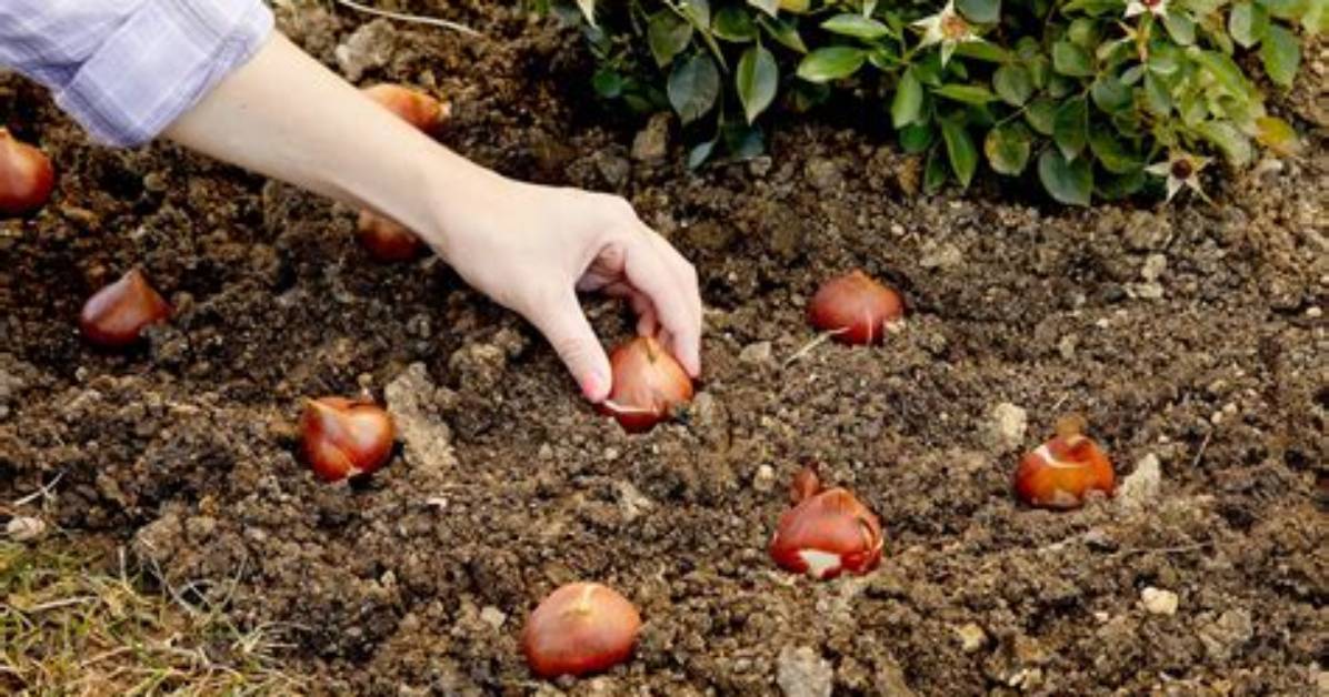 Will Tulip Bulbs Spread?
