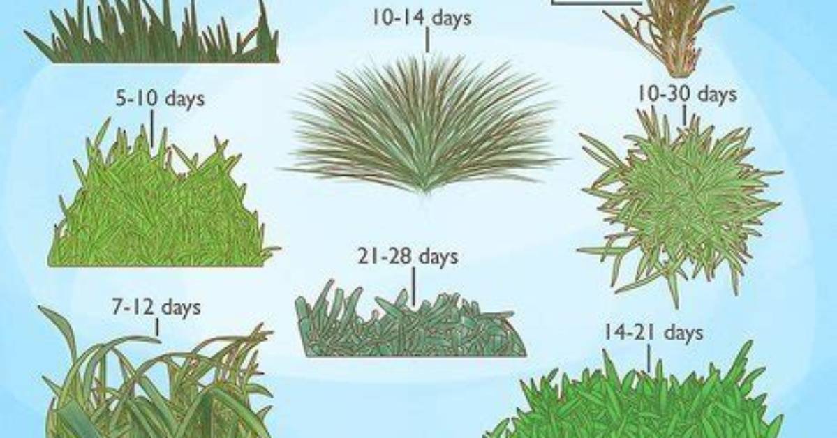 Will Two Year Old Grass Seed Grow?